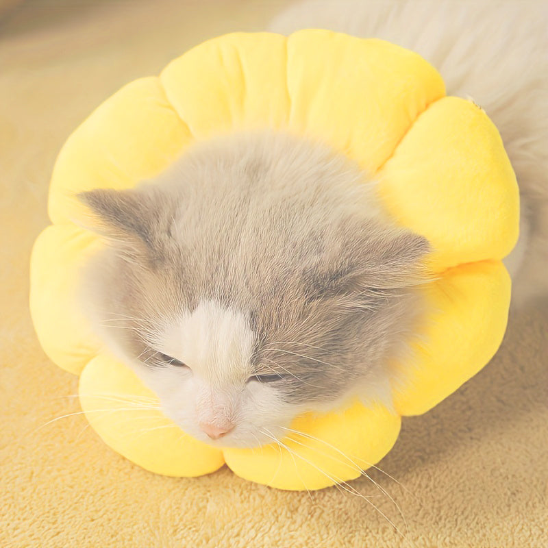 Cat Small Dog Recovery