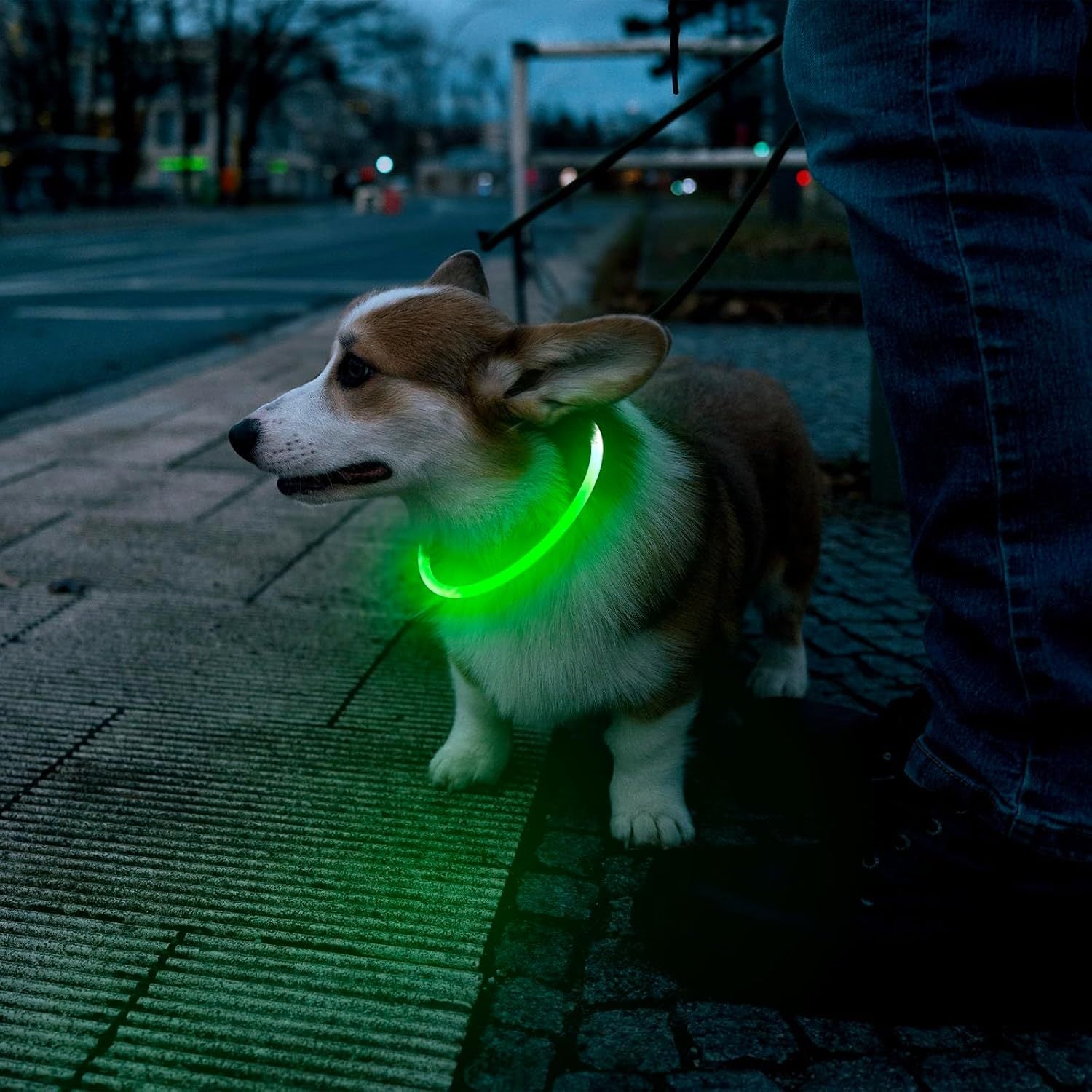 LED Dog Collar USB Rechargeable Glowing Pet