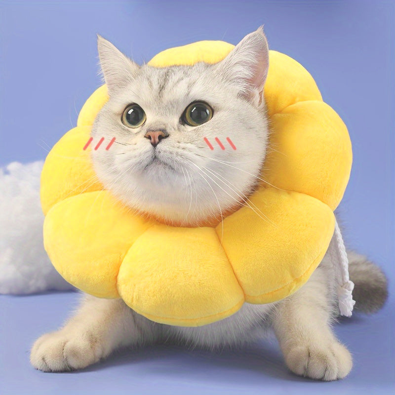 Cat Small Dog Recovery