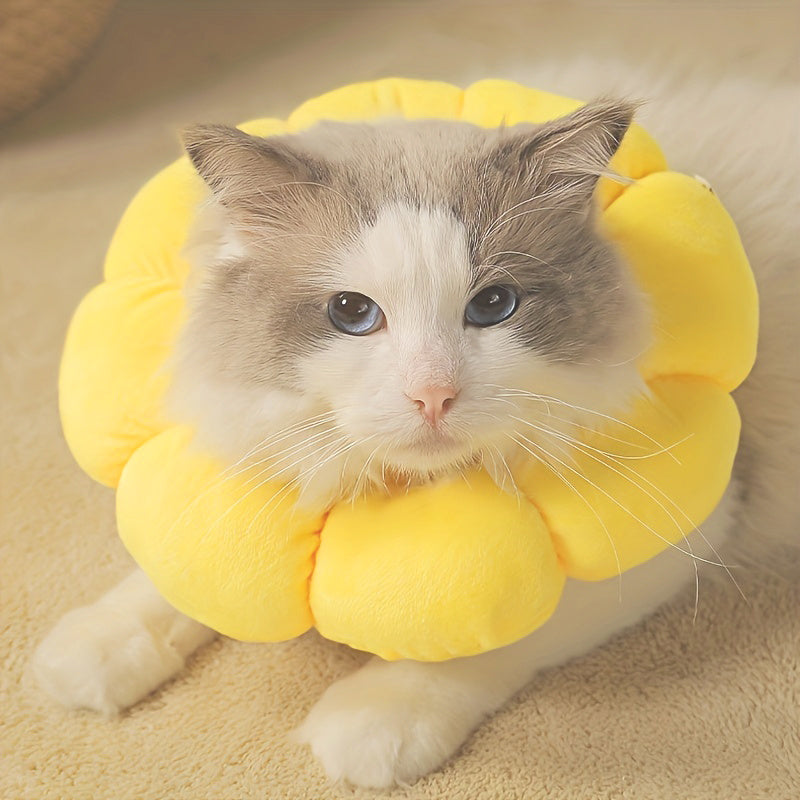 Cat Small Dog Recovery